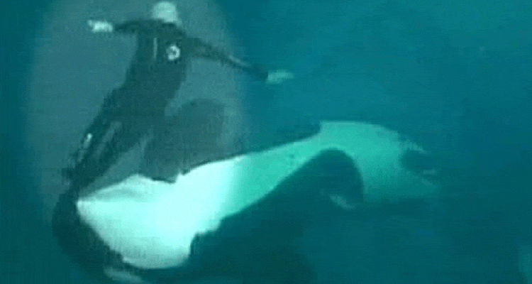 Tilikum Kills Dawn Leaked Footage: Watch First light Brancheau Video